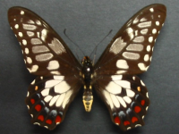 Papilio anactus - Adult